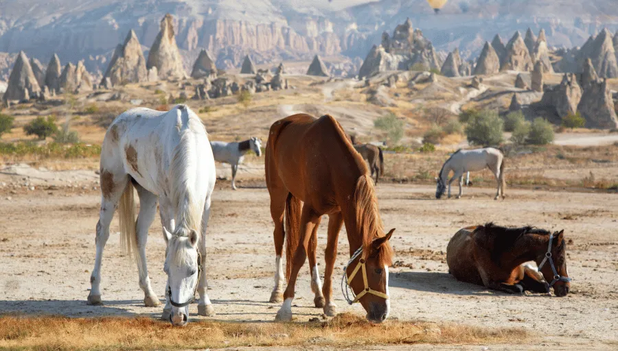 Horse Riding Cappadocia photo 5